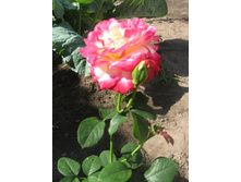 ���� ������.jpg