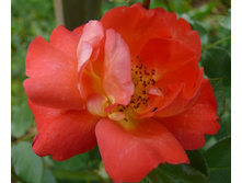 ����� ������.jpg