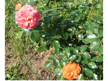 ����� ������ 1.jpg