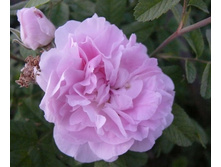 ������ ��������.jpg