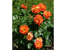 ��������� 1.jpg