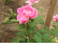 ������ ���.jpg