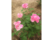 ������ ��� 1.jpg