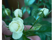 1 ����� ����.jpg