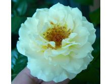 1 ��������.jpg