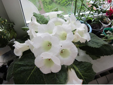 ��������� �ONT BLANC