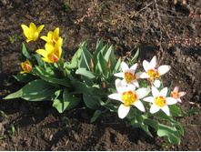 �������� �������� (�������)