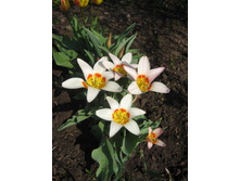 ������� ������� (�������), ��� � �������