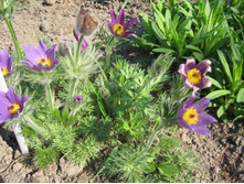 �������� (���-�����), 100 �.