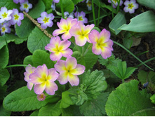 ������� ������������, 30-50 �.