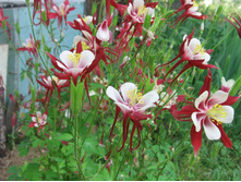 ���������  ��������� ��������� ������, 100-150 �