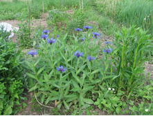 �������� �����������, 50 �.