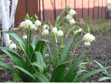 �����������, 30 �. ���������