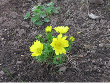 ������ �������� (��������)