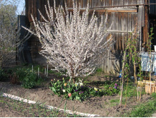 ����� ���������