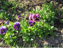 ����� (������� ������)