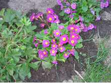 �������, 30-50 �.