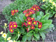 �������, 30-50 �.