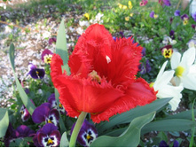 ������� �����������