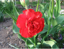 ������� �������� �������