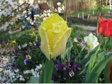 ������� ����������� ������