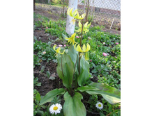 ������ \"������\"