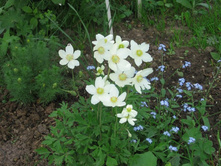 ������� (���������), 100 �.