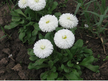 ���������� �����, 25 � �������