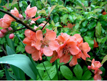 ���� ��������+)