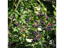 ������(������������ ������) +)