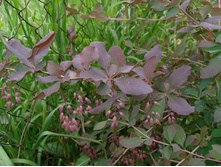 ������� (���������)*