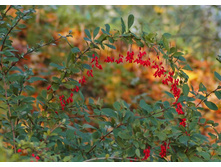 ������������*