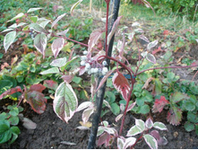 ����� �������� ��������� (���)*