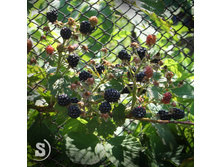 �������. ������ +)