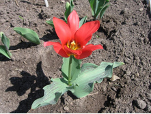 ������� �������, 40 �.