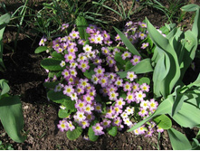 �������, 30-50 �.