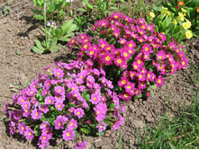 �������, 30-50 �.