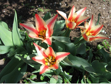 ������� ������������