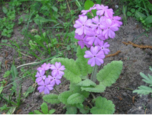 ������� �������� (�������), 30-50 �.