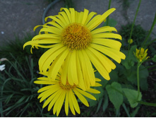 ���������, 80 �.