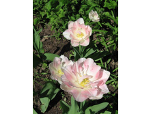 ������� �������� �������, 40 �.