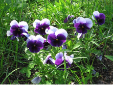 ������� ������