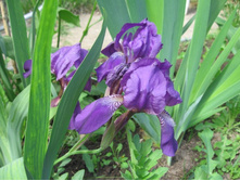 ���� ����-�������