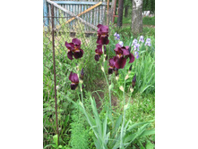 ���� �����-�������� (�������), �� 80 �.