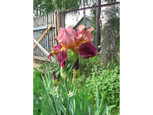 ���� ���������-��������� �������, �� 70 �.