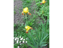 ���� ������������, �� 50 �.