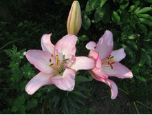 ����� \"��������\"