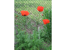 ��� ���������, 100 �.