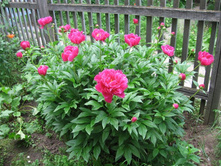 ���� ���������, �� 150 �.