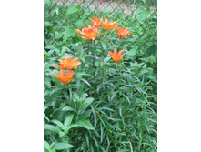 �����, 30 �.